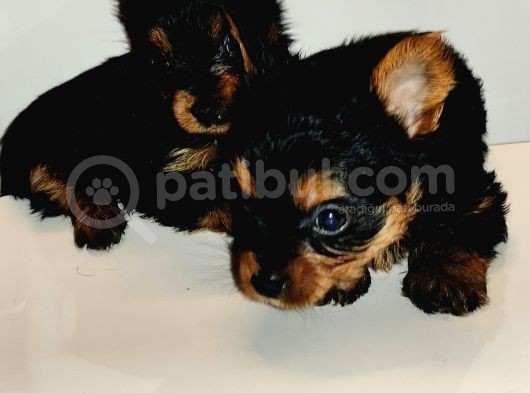 Tea Cup York Shire Terrier