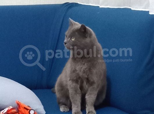 7 Aylık Kızımızı Sahiplendiriyoruz görsel