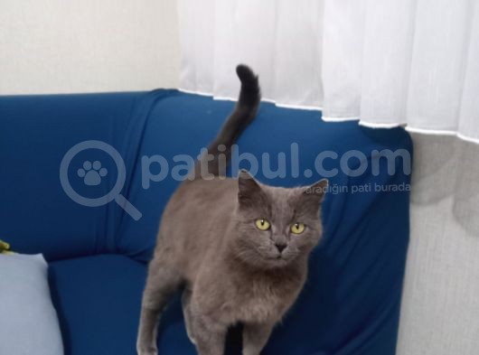 7 Aylık Kızımızı Sahiplendiriyoruz görsel