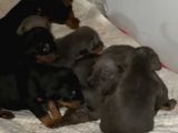 King Doberman