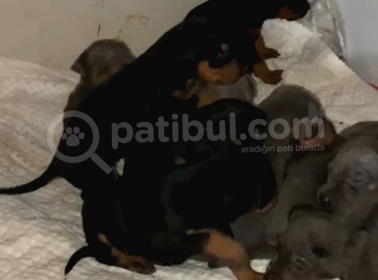 King Doberman görsel