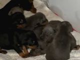 King Doberman