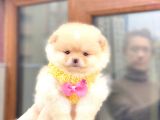 2 Aylık Gülen Sırat Yavrularımız Pomeranian Boo