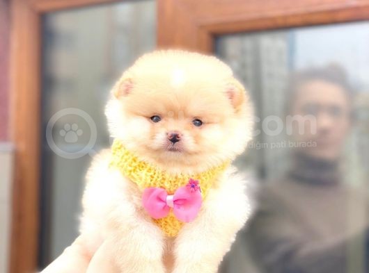 2 Aylık Gülen Sırat Yavrularımız Pomeranian Boo görsel