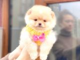 2 Aylık Gülen Sırat Yavrularımız Pomeranian Boo