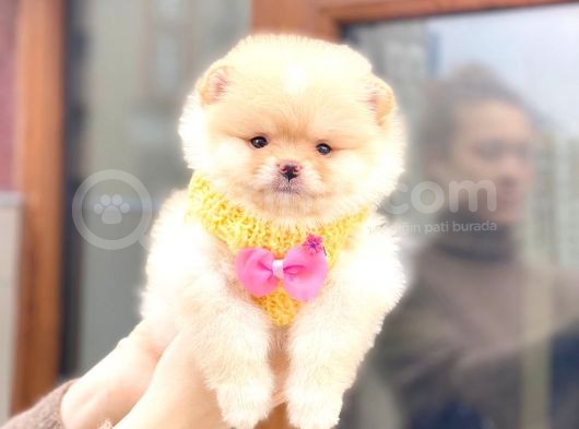 2 Aylık Gülen Sırat Yavrularımız Pomeranian Boo