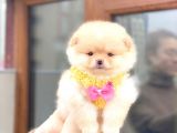 2 Aylık Gülen Sırat Yavrularımız Pomeranian Boo