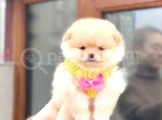 2 Aylık Gülen Sırat Yavrularımız Pomeranian Boo görsel