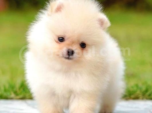 Irk Ve Sağlık Garantili Pomeranian Boo Yavrularımız görsel