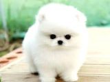 Ayı Surat Pomeranian Boo Yavrularımız