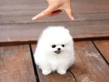 Ayı Surat Pomeranian Boo Yavrularımız