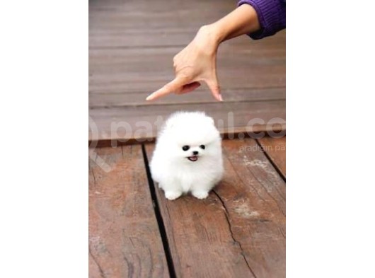 Ayı Surat Pomeranian Boo Yavrularımız görsel