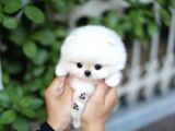 Ayı Surat Pomeranian Boo Yavrularımız
