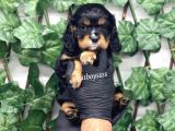 Three Color King Charles Cavalier Yavrularımız