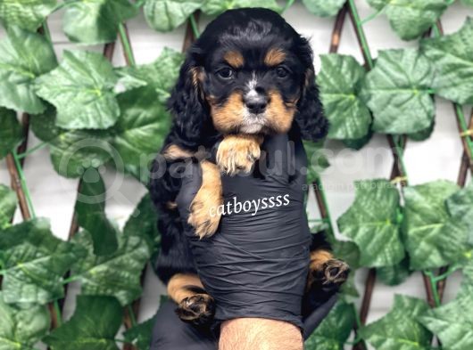 Three Color King Charles Cavalier Yavrularımız görsel