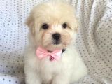 Orjinal 0 Numara Kızımız Maltese Terrier