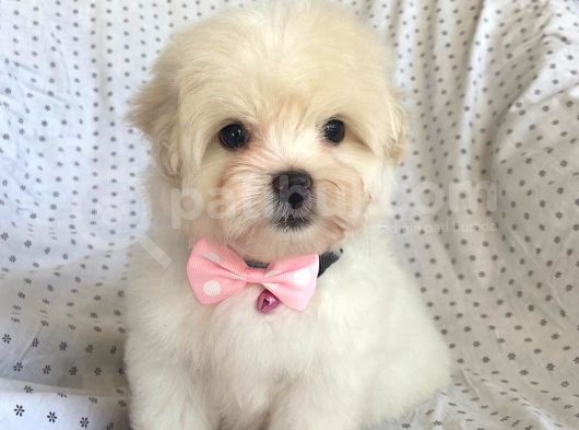 Orjinal 0 Numara Kızımız Maltese Terrier görsel