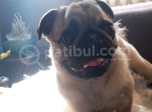 Safkan Pug Mops Yavrular görsel
