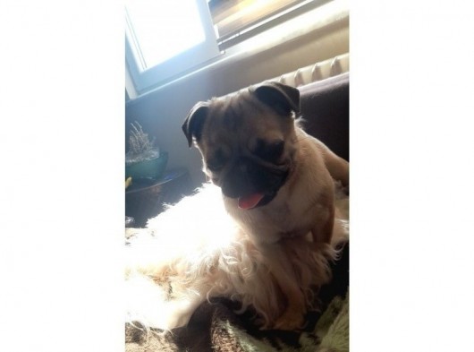 Safkan Pug Mops Yavrular görsel