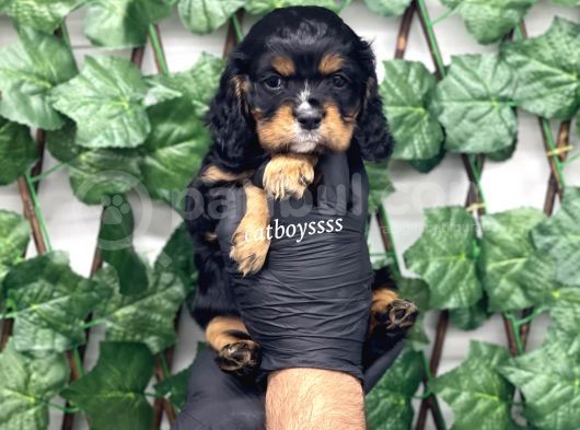 Three Color King Charles Cavalier Yavrularımız görsel