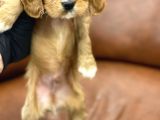 Sevimli Ruby Cavalier King Charles Yavrularımız