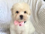 Orjinal 0 Numara Kızımız Maltese Terrier