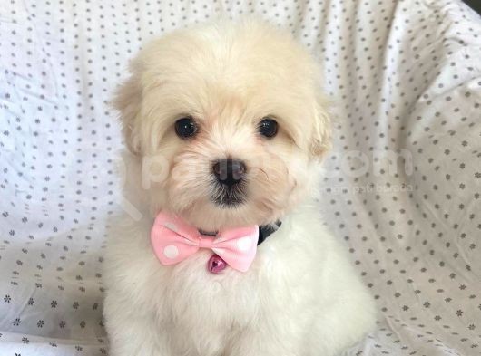 Orjinal 0 Numara Kızımız Maltese Terrier