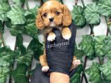 Sevimli Ruby Cavalier King Charles Yavrularımız