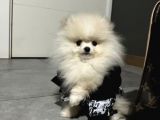 Pomerian Boo Teddy Bear