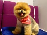 Safkan Yetişkin Pomeranian Boo