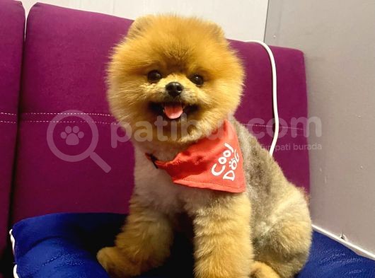 Safkan Yetişkin Pomeranian Boo görsel