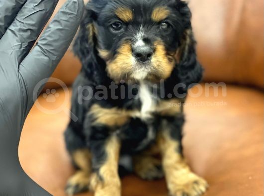 Three Color King Charles Cavalier Yavrularımız görsel