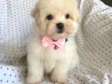 Orjinal 0 Numara Kızımız Maltese Terrier