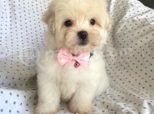Orjinal 0 Numara Kızımız Maltese Terrier görsel