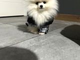 Pomerian Boo Teddy Bear