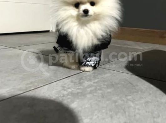 Pomerian Boo Teddy Bear görsel