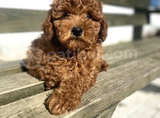 Red Toy Poodle Orji̇nal Bebekler