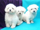 Orjinal 0 Numara Kızımız Ve Oğlumuz Maltese Terrier