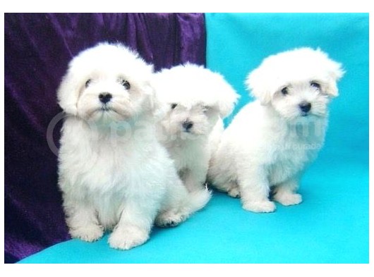 Orjinal 0 Numara Kızımız Ve Oğlumuz Maltese Terrier görsel