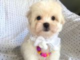 Orjinal 0 Numara Oğlumuz Maltese Terrier