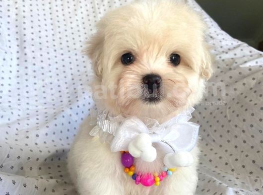 Orjinal 0 Numara Oğlumuz Maltese Terrier görsel