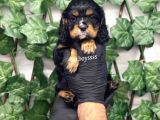 Three Color King Charles Cavalier Yavrularımız
