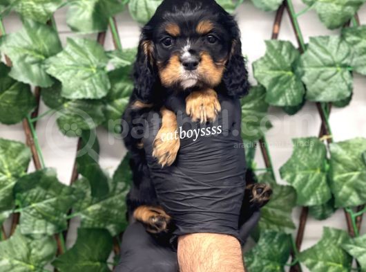 Three Color King Charles Cavalier Yavrularımız görsel