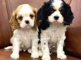 Muhteşem King Charles Cavalier Yavrularımız