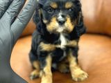 Three Color King Charles Cavalier Yavrularımız
