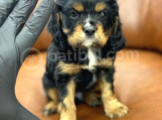 Three Color King Charles Cavalier Yavrularımız görsel