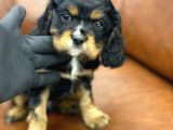 Three Color King Charles Cavalier Yavrularımız