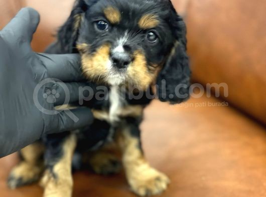 Three Color King Charles Cavalier Yavrularımız