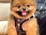 Safkan Yetişkin Pomeranian Boo