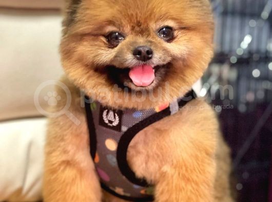 Safkan Yetişkin Pomeranian Boo görsel